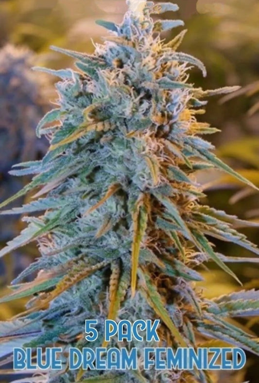 Blue Dream (Feminized)