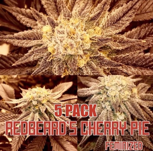 Redbeard's Cherry Pie (Feminized) 