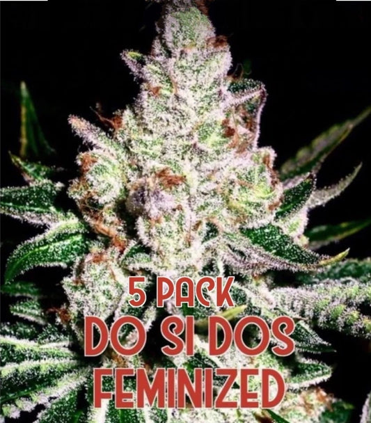 Do Si Dos (Feminized) 