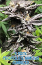 Chocolate Mimosa (Feminized)