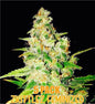 Zkittles (Feminized)