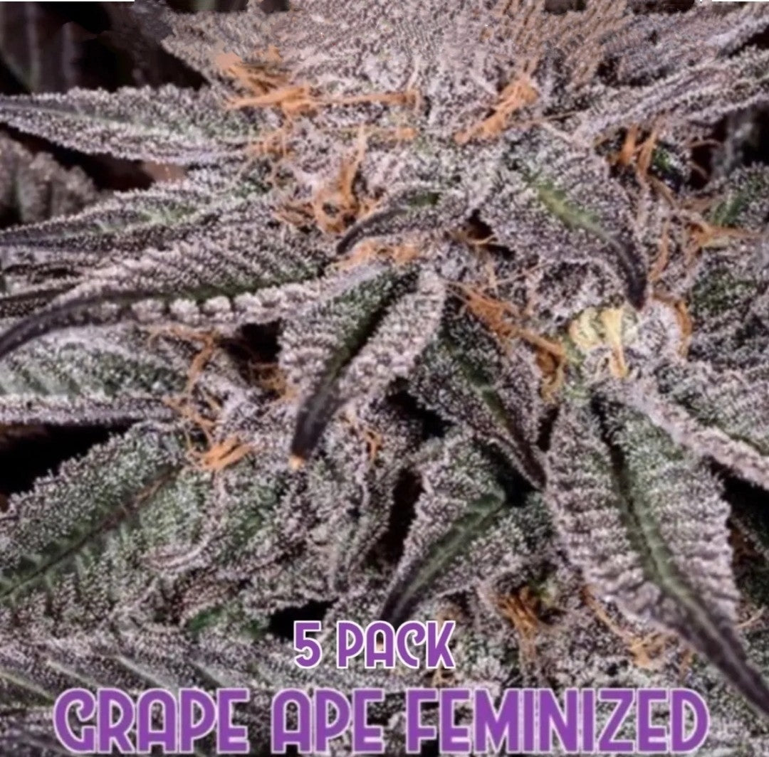 Grape Ape (Feminized)