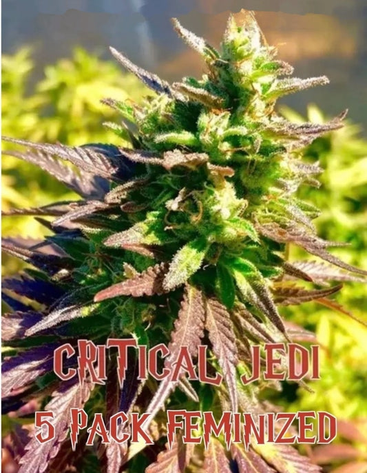 Critical Jedi (Feminized)