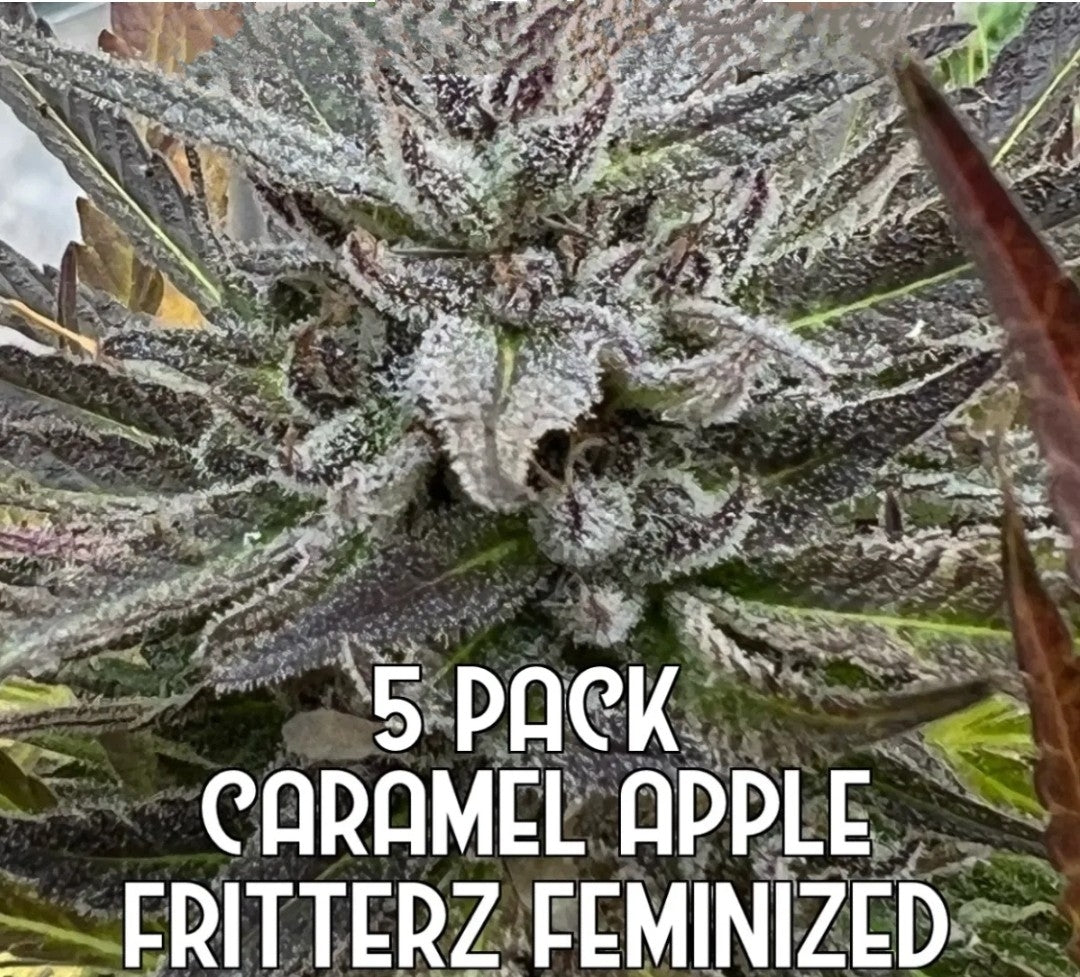 Caramel Apple Fritterz (Feminized)