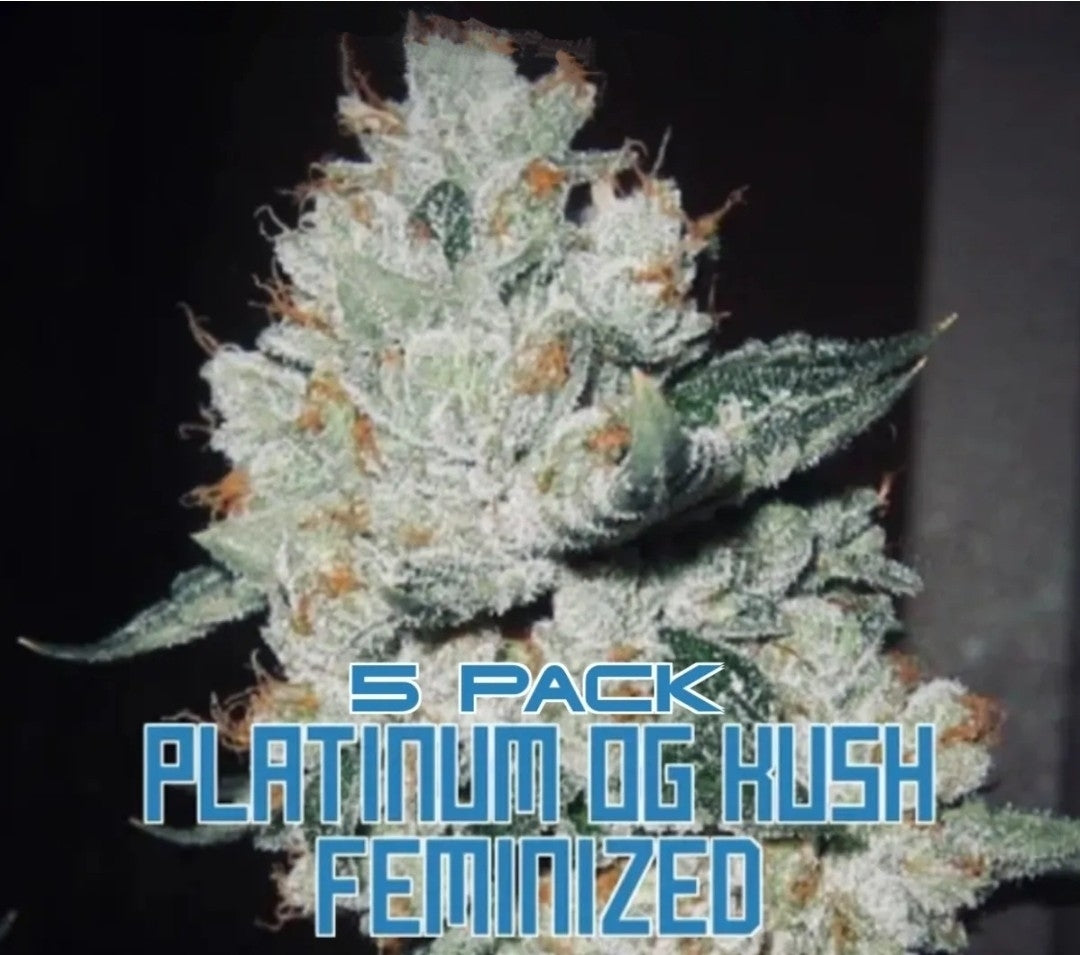 Platinum OG Kush (Feminized)