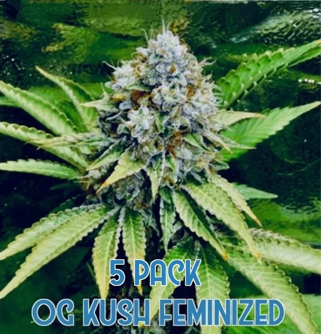 OG Kush (Feminized)