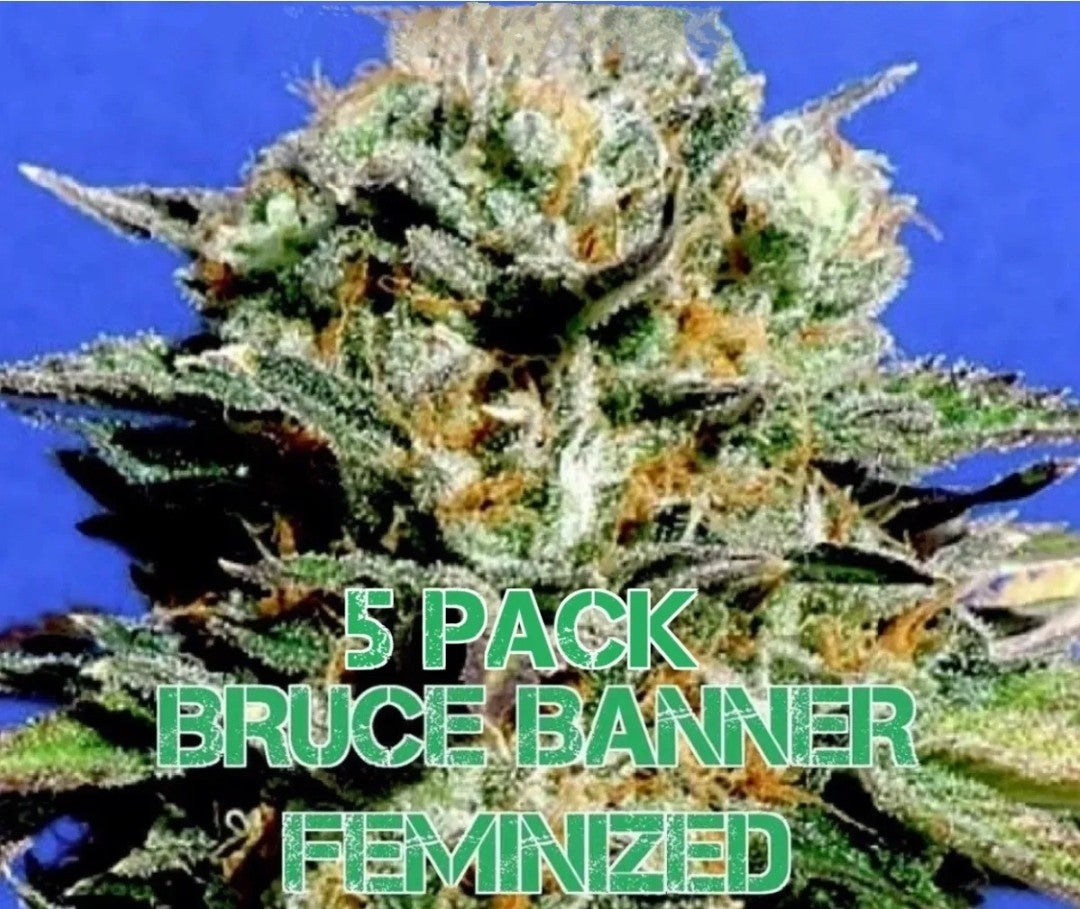 Bruce Banner (Feminized)