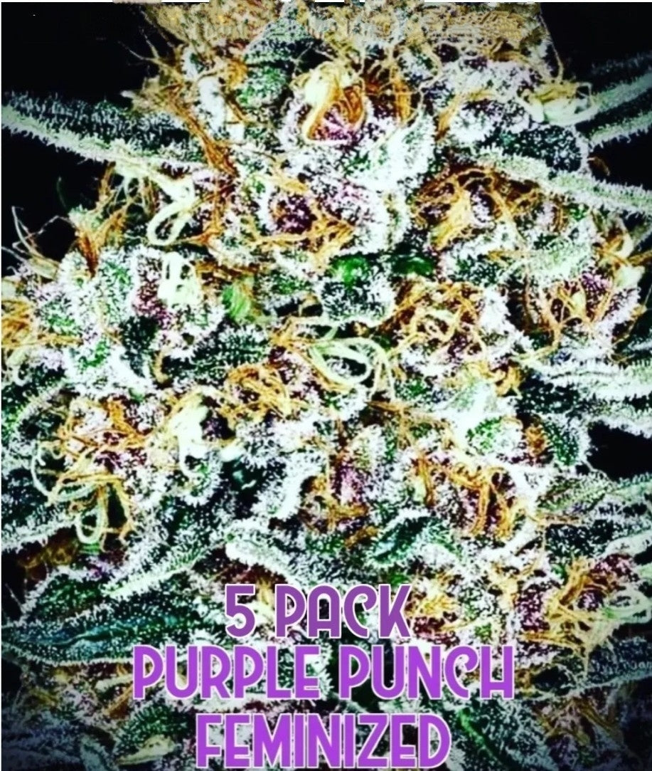 Purple Punch (Feminized)