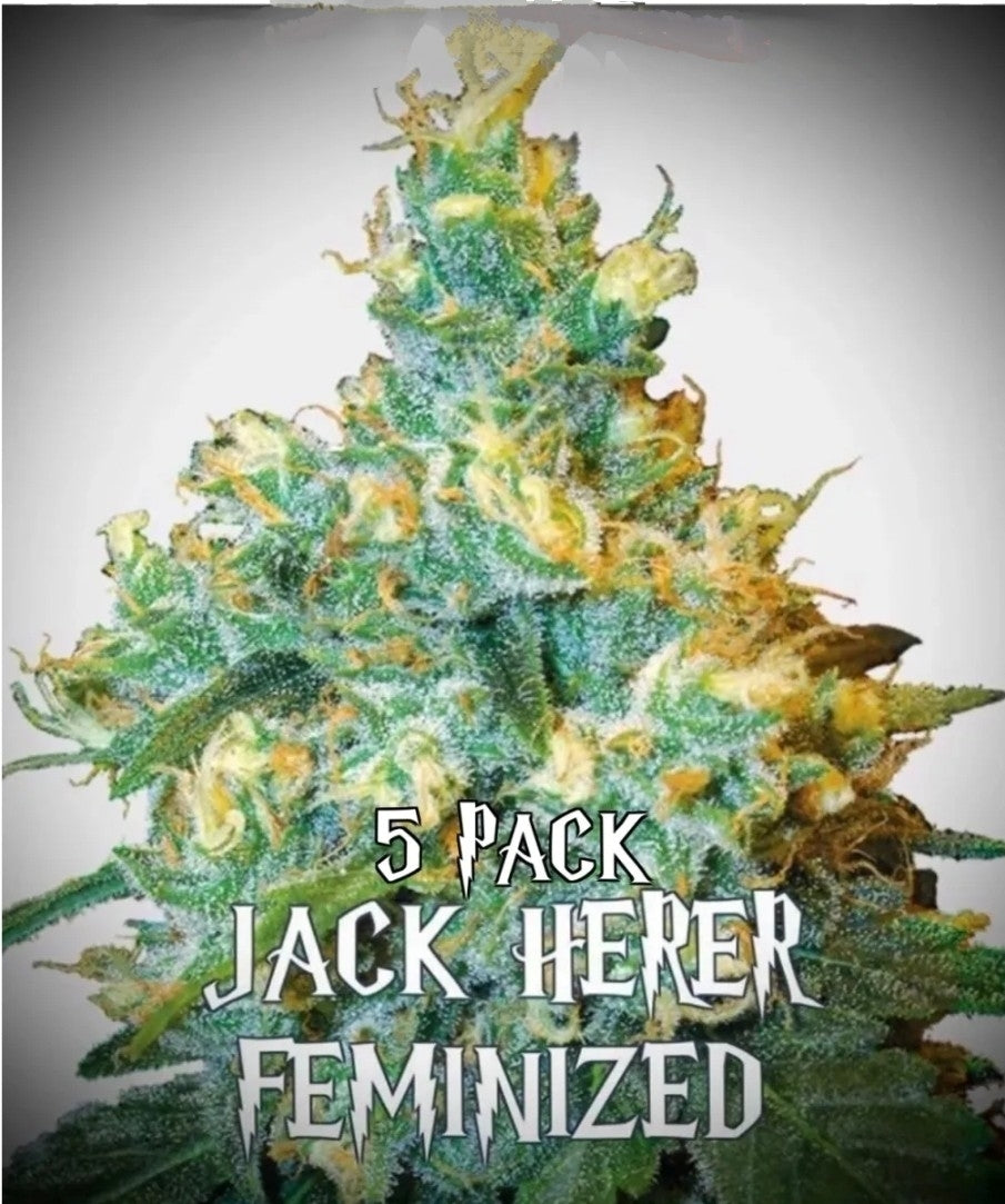 Jack Herer (Feminized)