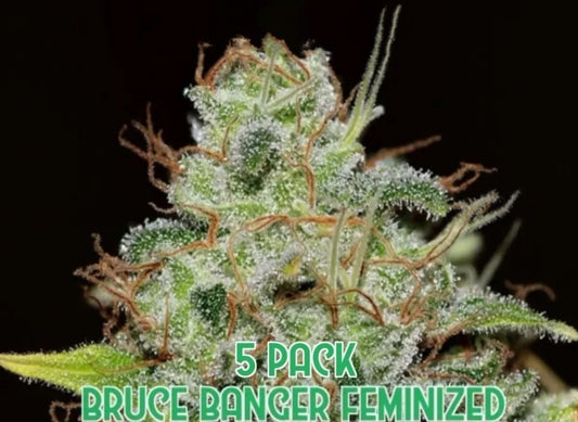 Bruce Banger (Feminized)