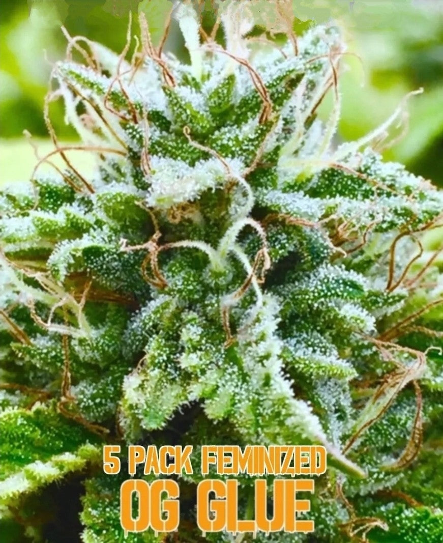 OG Glue (Feminized)