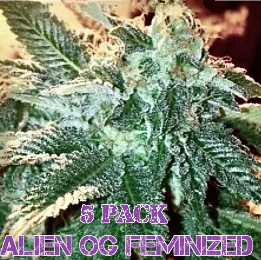 Alien OG (Feminized)