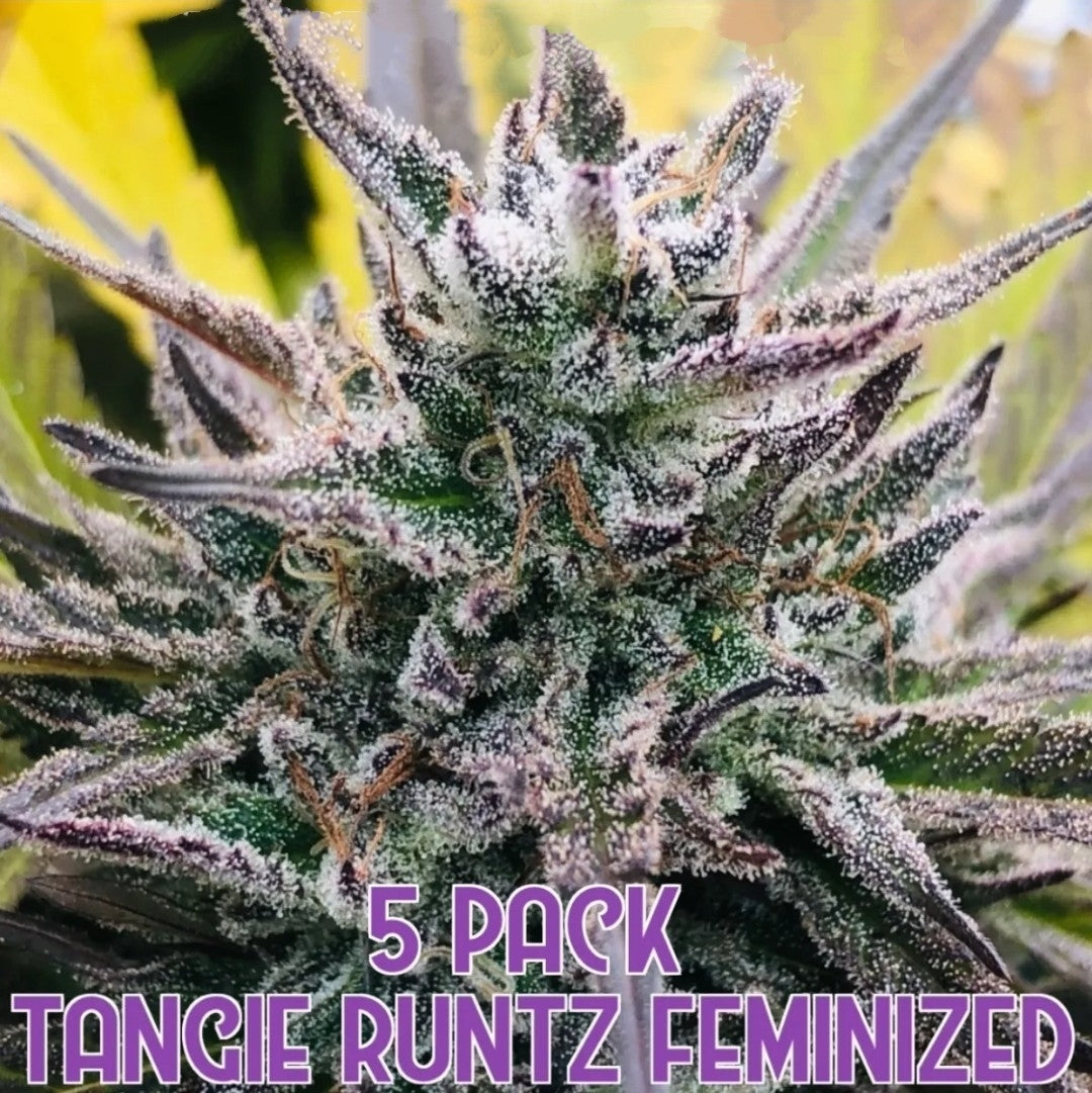 Tangie Runtz (Feminized)