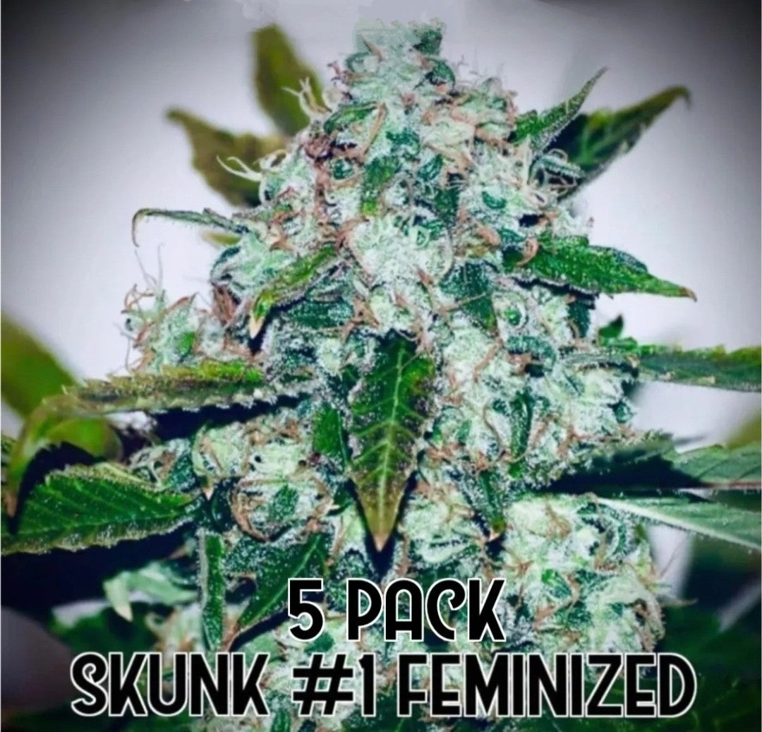 Skunk #1 (Feminized)