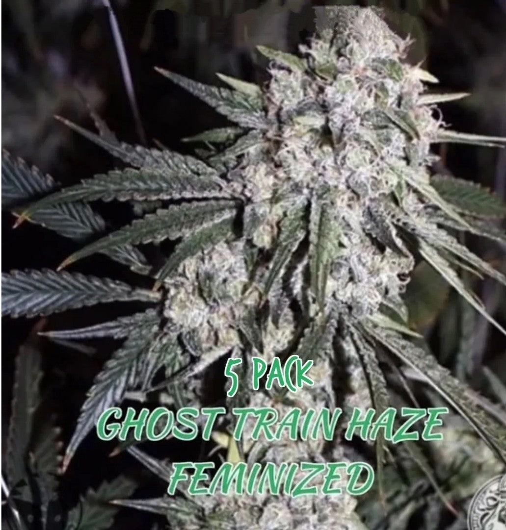 Ghost Train Haze (Feminized)