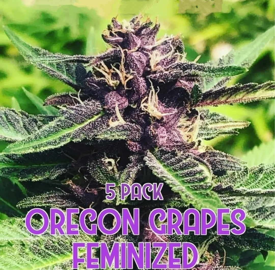 Oregon Grapes (Feminized)