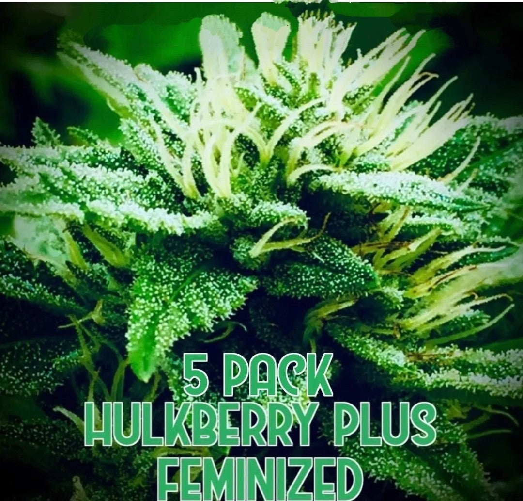 Hulkberry Plus (Feminized)