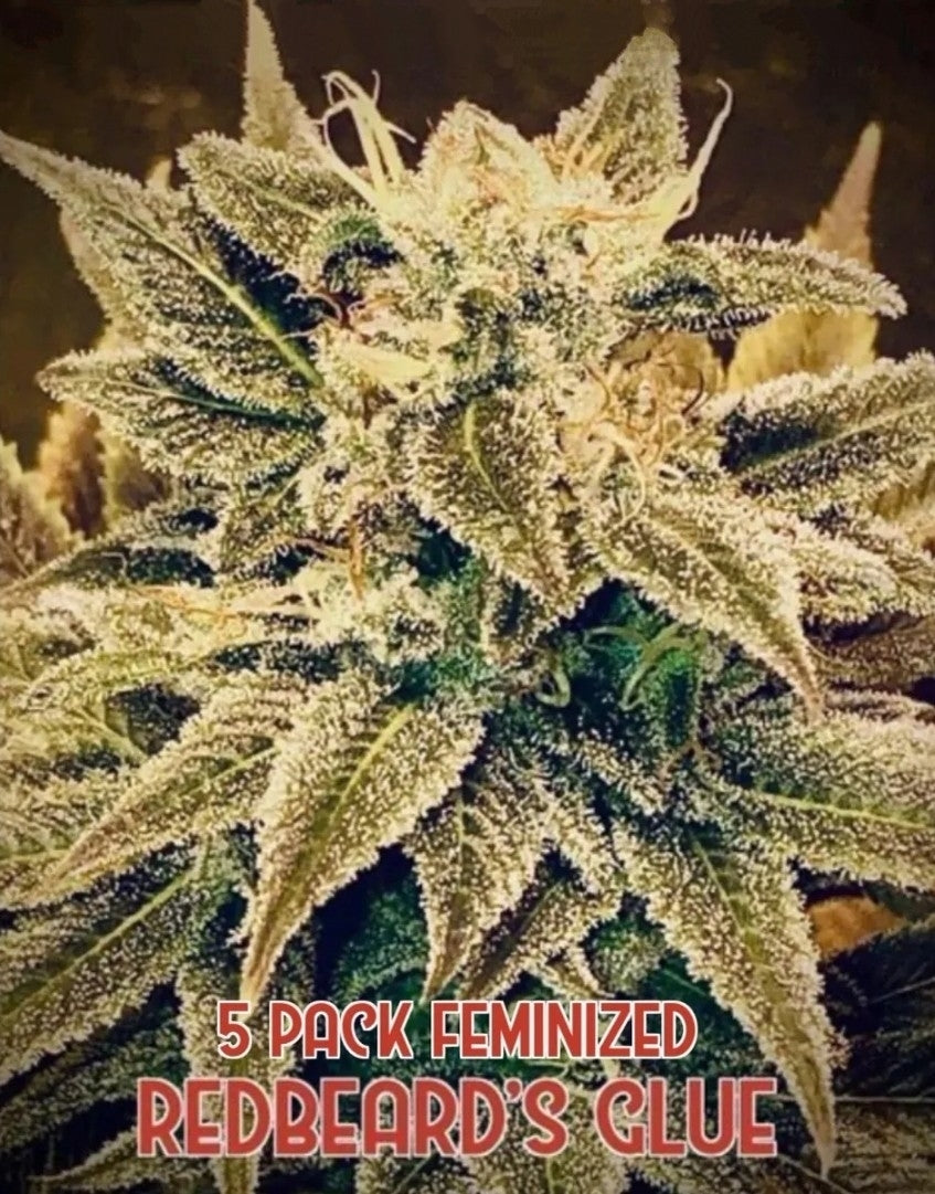 Redbeard's Glue (Feminized)