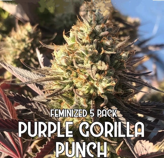 Purple Gorilla Punch (Feminized)