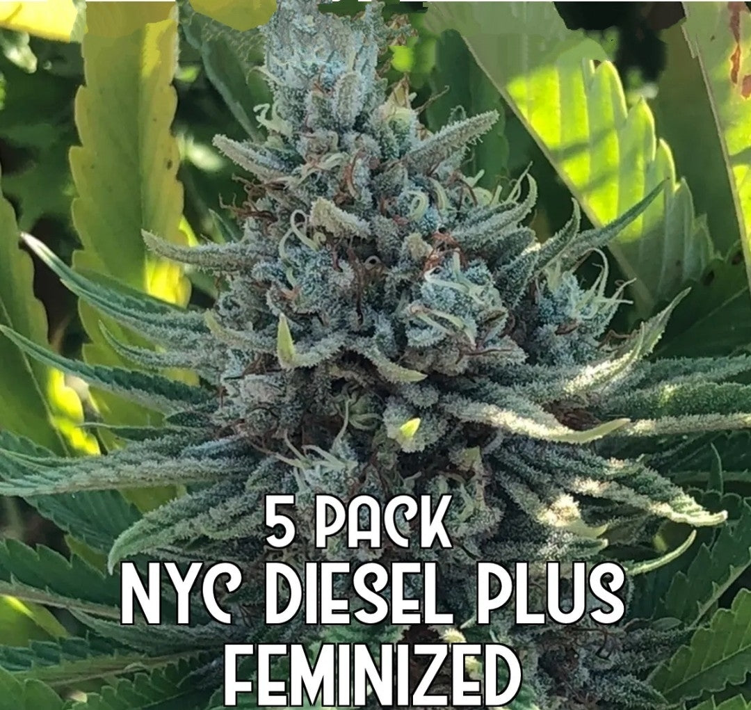 NYC Diesel Plus (Feminized)