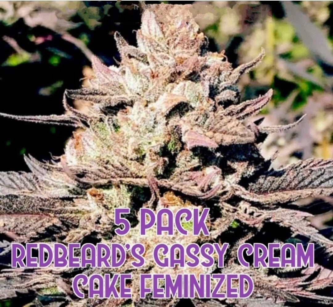 Redbeard's Gassy Cream Cake (Feminized)