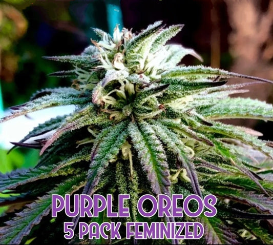 Purple Oreos: Limited Edition (Feminized)