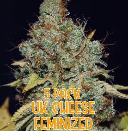 UK Cheese (Feminized)