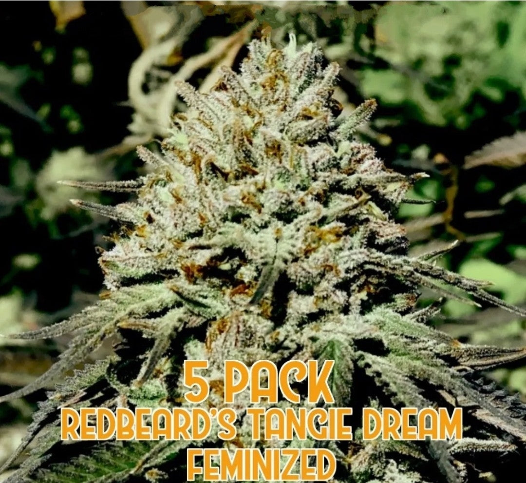 Redbeard's Tangie Dream (Feminized)