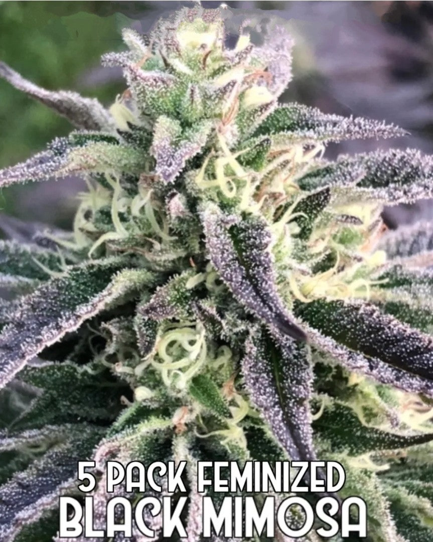 Black Mimosa (Feminized)