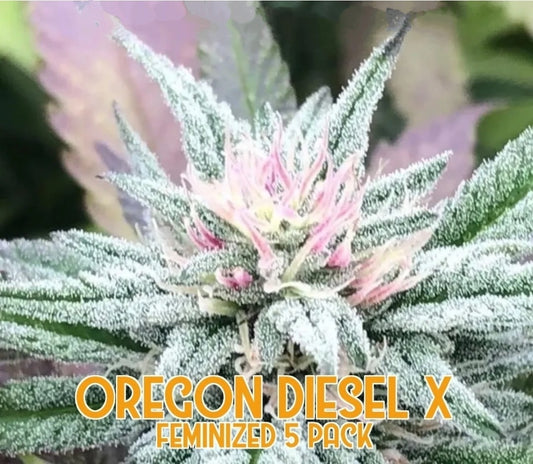 Oregon Diesel X (Feminized)