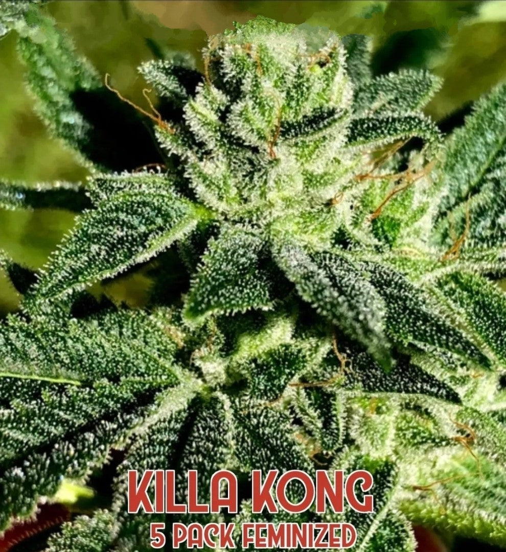 Killa Kong (Feminized)