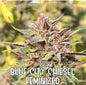 Blue City Chiesel (Feminized)