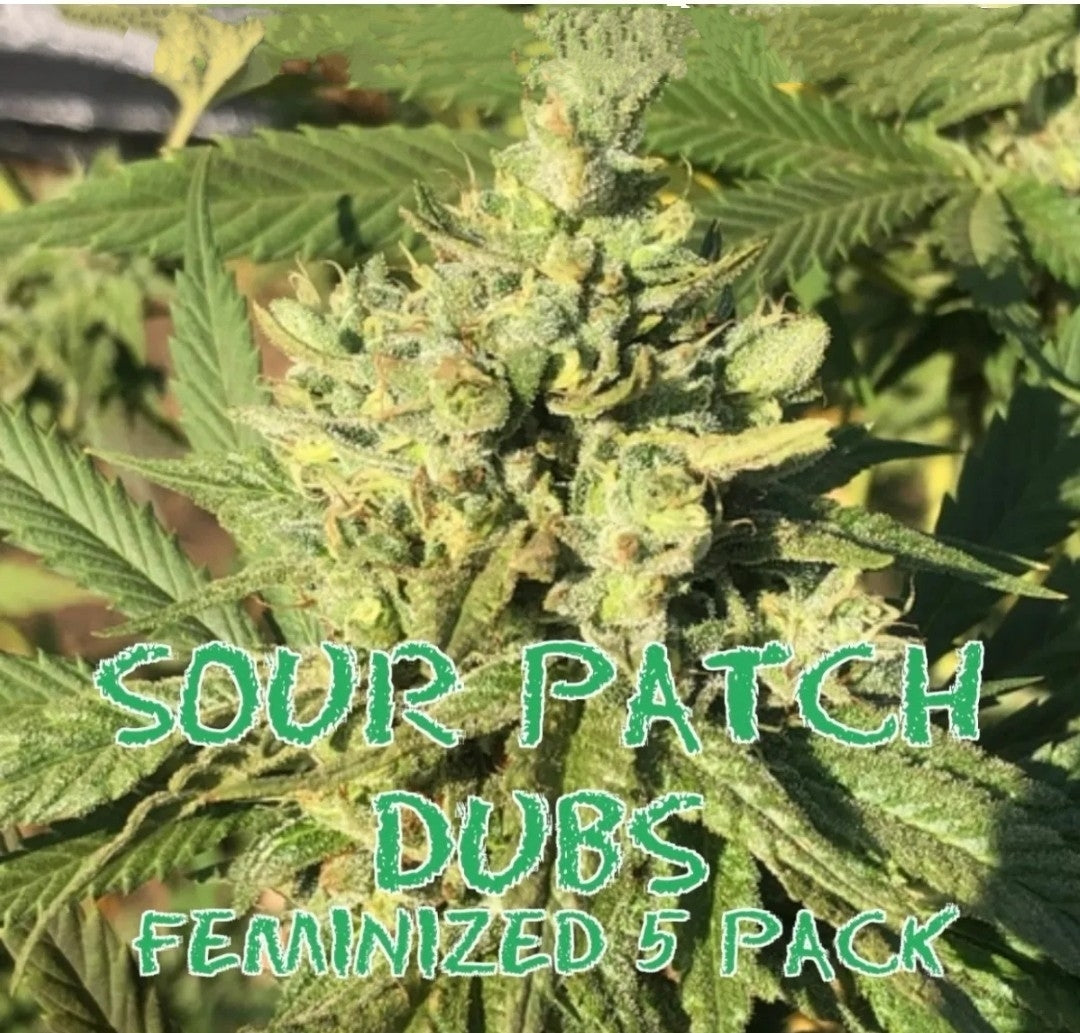 Sour Patch Dubs (Feminized)