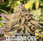 Afghanilope (Feminized)