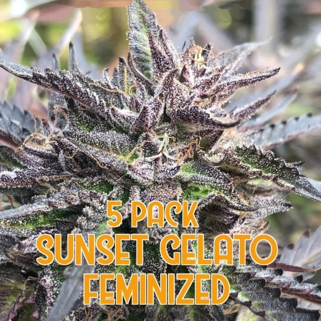 Sunset Gelato (Feminized)