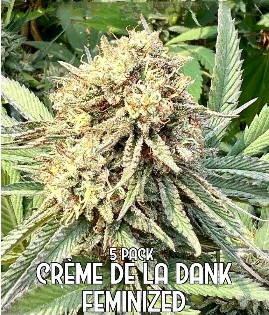 Creme De La Dank: Limited Edition (Feminized)