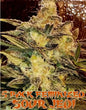 Sour Jedi (Feminized)