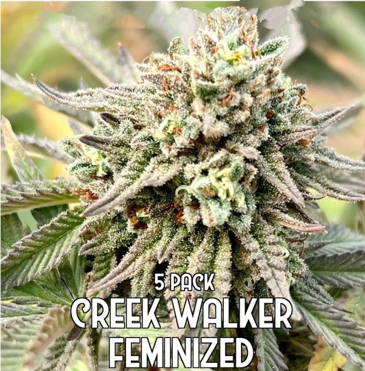 Creek Walker (Feminized)