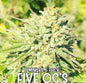 Five OG's (Feminized)