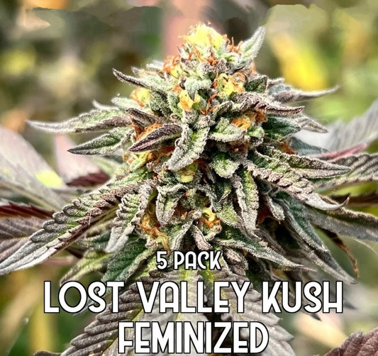 Lost Valley Kush: Limited Edition (Feminized)