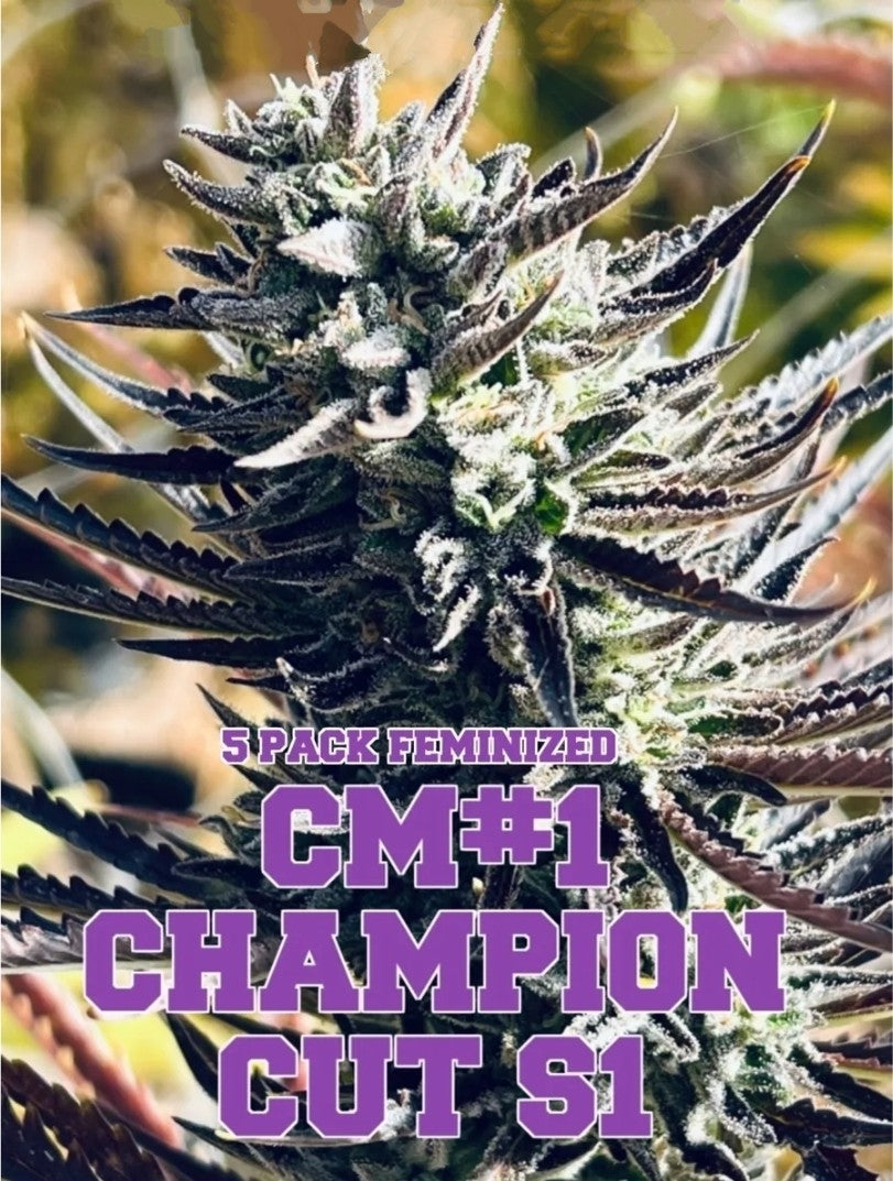 Chocolate Mimosa #1 Champion Cut S1: Limited Edition (Feminized)