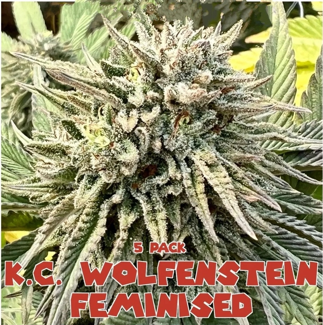 K.C. Wolfenstein (Feminized)