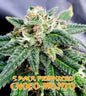 Choco-Mojito (Feminized)