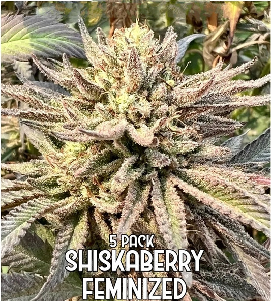 Shiskaberry: Limited Edition (Feminized)