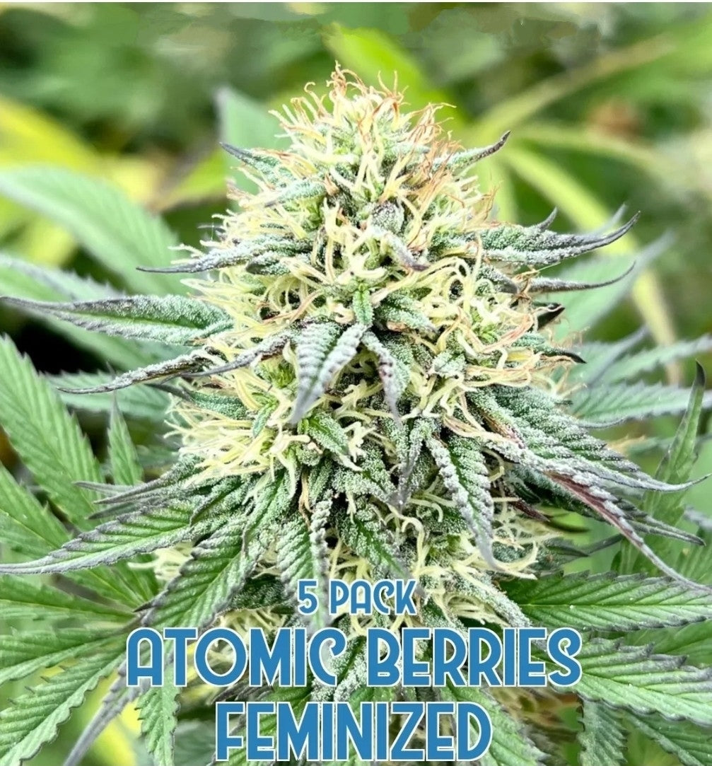 Atomic Berries (Feminized)