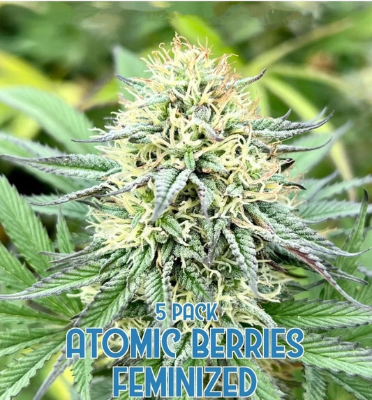 Atomic Berries (Feminized)