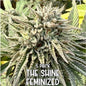 The Shine (Feminized)