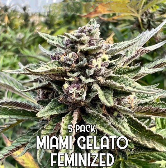 Miami Gelato (Feminized)