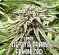 Tie Dye Train: Limited Edition (Feminized)