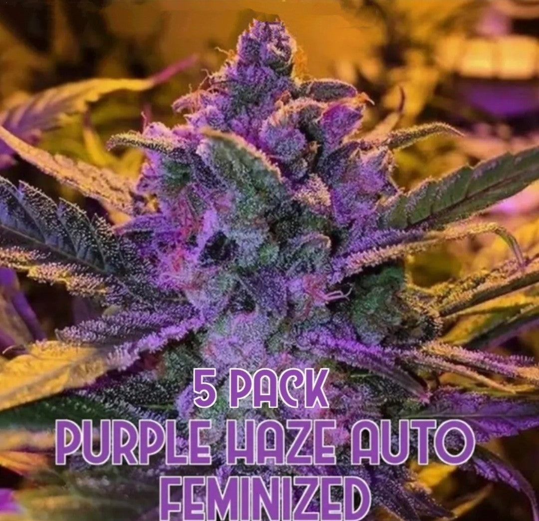 Purple Haze (Auto)